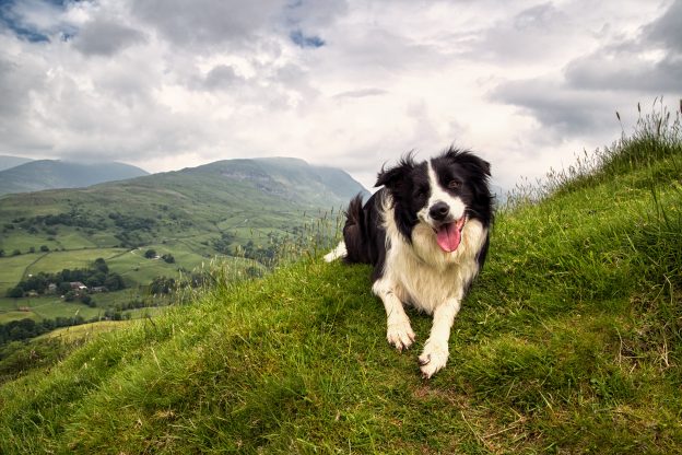 The Best Dog Friendly Cottages In The Lake District